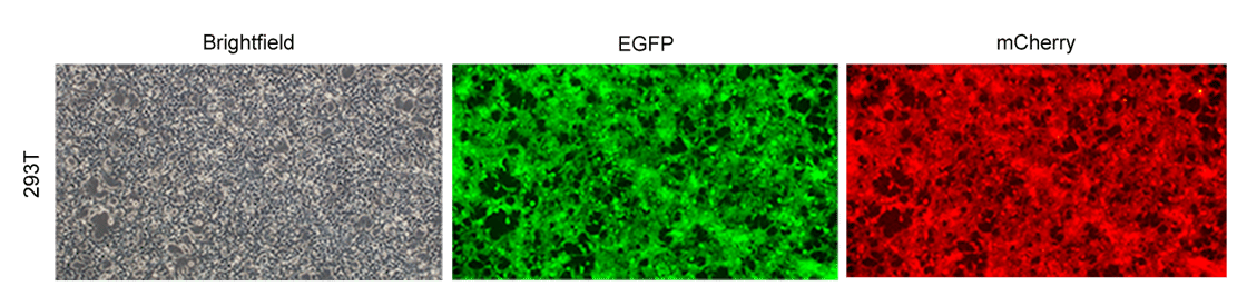 Fluorescent Reporter Cell Lines